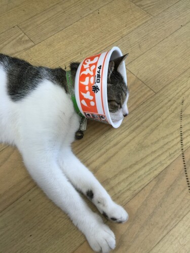 会社に来てから（外猫とケンカで）頭に傷を作った時、処置の後にうまく水が飲めるようにばぁばの発案でラーメンのカップでカラーをこしらえた。「赤いきつねやどん兵衛、チキンラーメンのバージョンも作りました」（A子さん提供）
