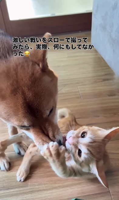 ちゃまるちゃんの鼻に猫パンチするわさびくん（画像提供：@chamaru0617さん、Instagramよりキャプチャ撮影）