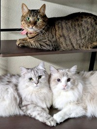 上段にみらちゃん、下段に（左から）しゅらくん、りおらくんがいることも（画像提供：みしゅりさん）