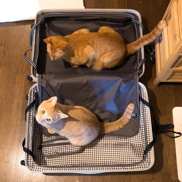 2匹目の猫ホップくんと、旅に出ます