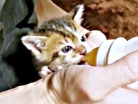 子猫時代、ミルクを飲むつくねちゃん（画像提供：猫目さん）