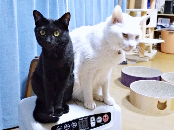 生後8カ月を迎えたキキさん。先住猫のトビーくんとも仲良しに（画像提供：三田尻さん）