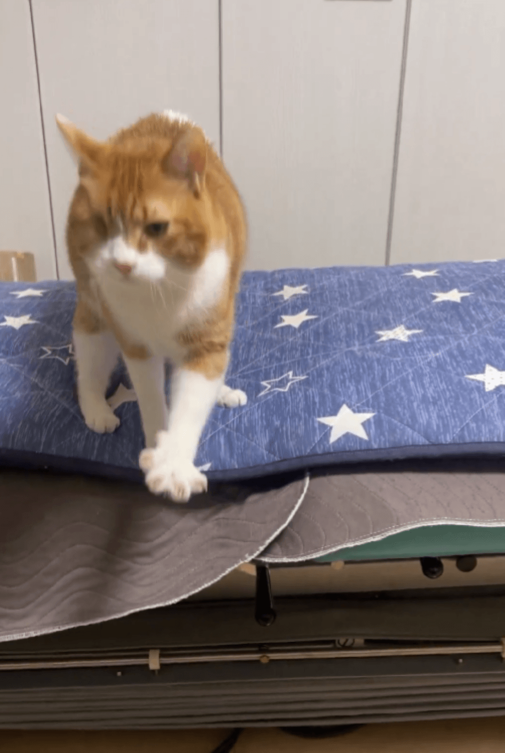 飼い主さんのところへ行きたいチャイちゃん