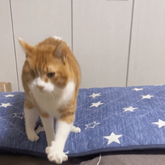 飼い主さんのところへ行きたいチャイちゃん