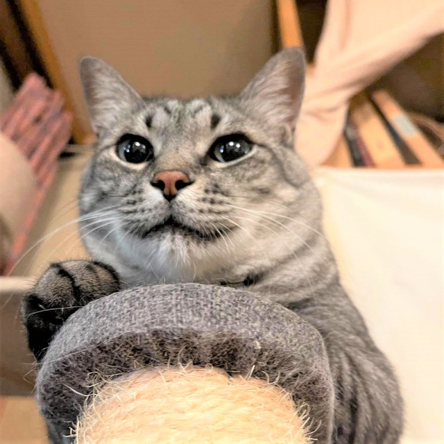 口角がいつも上がっていて丸顔のチビくんは、招き猫に相応しい福々しいお顔です