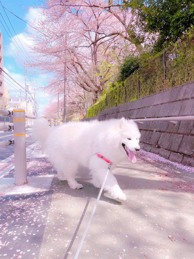 桜の下、ノシノシ歩きます！（画像提供／サモエドのソラン soran the samoyedさん）