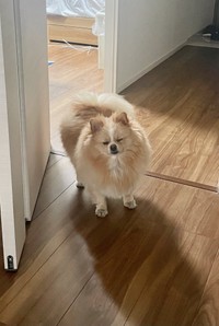 予定ないのに起きてくるピカルディくん（提供：ポメのピカルディさん）