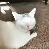 日向ぼっこしていたらこんなお顔に