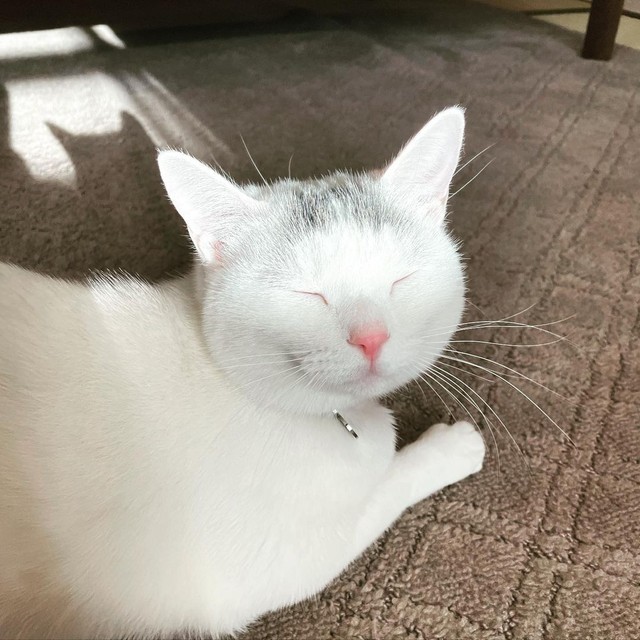 日向ぼっこしていたらこんなお顔に