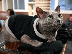 猫カフェは夜１０時までＯＫ？　夜営業はストレスあり？なし？