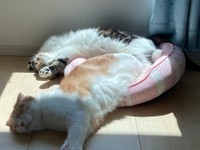 猫ベッドからはみ出る安心サイズのとろくんと、おにくくん(提供：とろ、おにくさん）