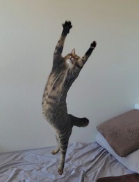 美しいジャンプを見せてくれるおこめちゃん（提供：しぴこめᓚᘏᗢ
さん）