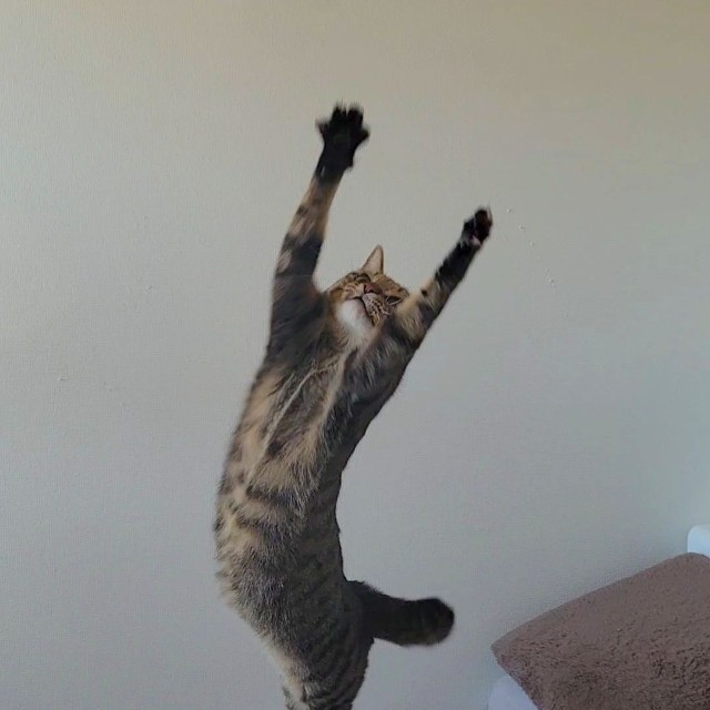 美しいジャンプを見せてくれるおこめちゃん（提供：しぴこめᓚᘏᗢ
さん）