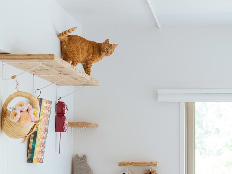 こちら自慢のキャットウォーク&ステップ