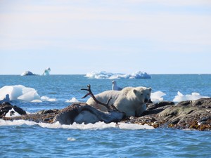 北極を通って欧州とアジアを行き来？氷の融解、予想超える速さ　新航路誕生に現実味