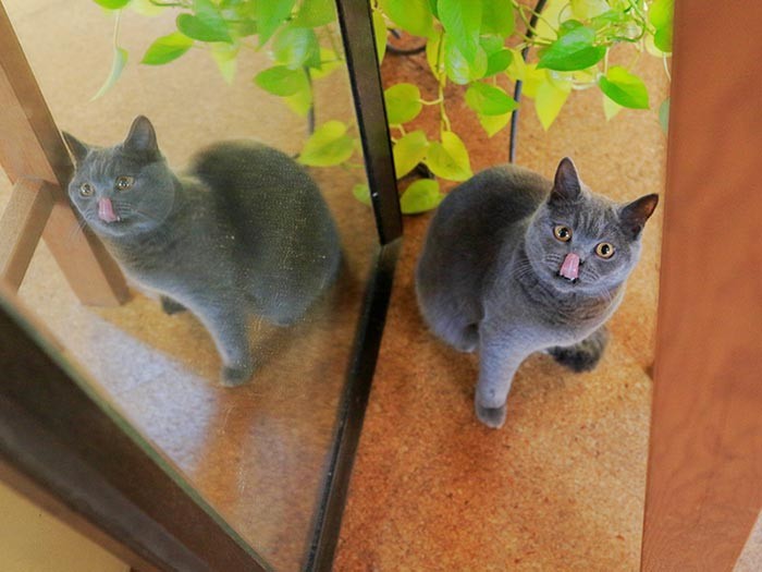 鏡の前でダブルペロン（テクニック3）