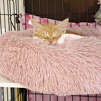 保護直後、生後1、2カ月ころの虎太郎くん（画像提供：梅虎さん）