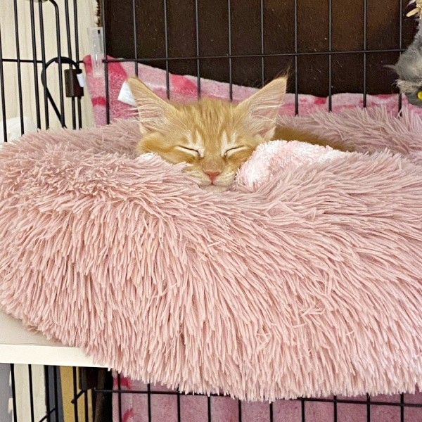 保護直後、生後1、2カ月ころの虎太郎くん（画像提供：梅虎さん）