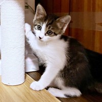 生後推定2カ月、小さかったかぢめくん（右）（画像提供：かさねさん）