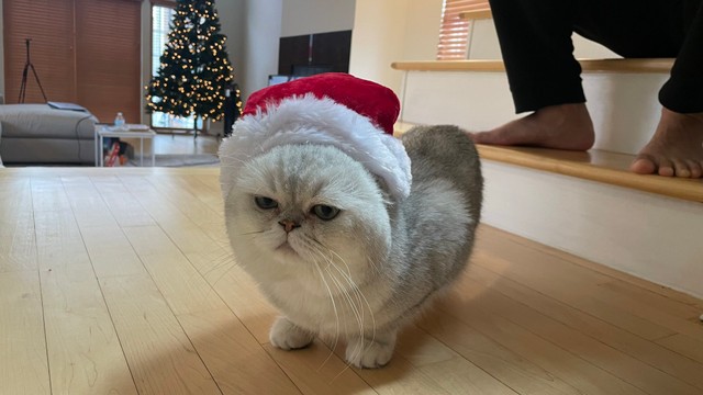 ひと足はやい、サンタさんコスのしんぞうちゃん（画像提供：本物の外科医（北原 大翔）さん）