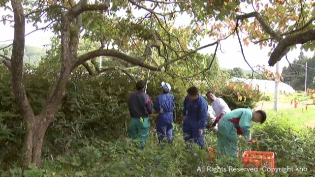 相次ぐクマの出没対策　農業高生が放置されたままのカキの実を収穫　宮城・加美町