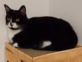 ゴミ箱の下でボロボロに行き倒れていた「おはぎ」　きょうだい猫にお世話される　