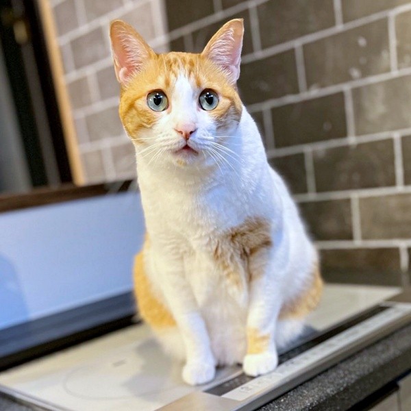 茶白の美しい被毛も素敵なぽーちゃん（画像提供：ぽーの呟き…ときどきテトさん）