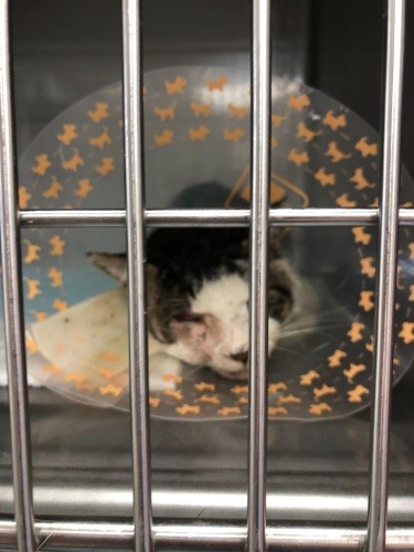 入院中に右目が自然と落ちて、先生が「手術代がかからないようにしたのかな」って。血液検査で内臓は問題なし、猫エイズは陽性でした（ときえさん提供）