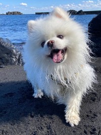 首をかしげる姿も愛らしいですね（画像提供：タレ目の犬(ポメラニアン)さん）