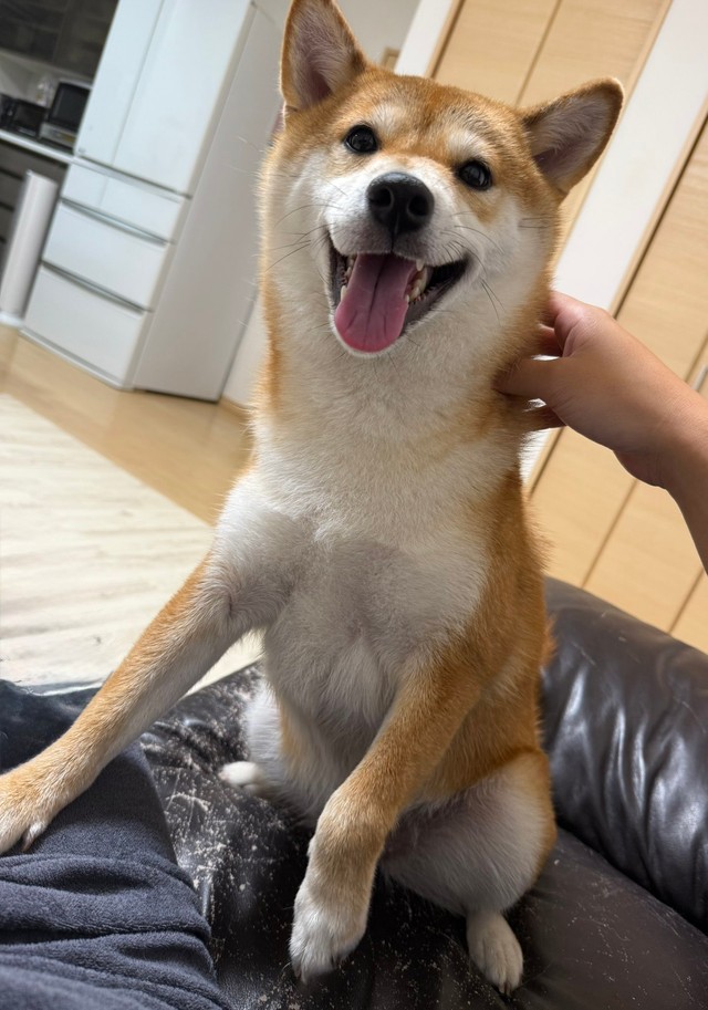 飼い主さんのそばにぴったりくっつくまろんちゃん（画像提供：シヴァイヌ まろんさん）