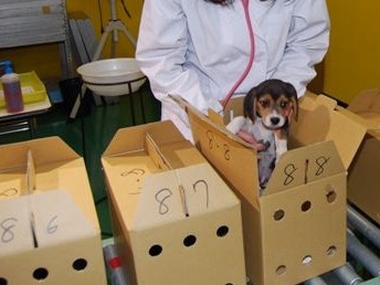 犬オークションの現場　ペット流通のブラックボックス①