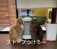 暖かい日でもストーブにくっついて催促する猫たち（midoriさんInstagramよりスクリーンショット）