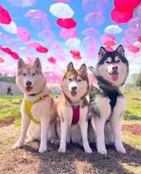 ハスキー3きょうだいの兄・善丸くんの個性的な「遊ぼう！」の誘い方が話題（提供：@zenmoni_huskyさん）