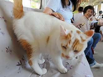 子猫と出会う「猫カフェ列車」、養老鉄道に登場　保護団体が協力