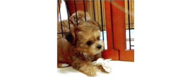 家にきたころの「みかん」