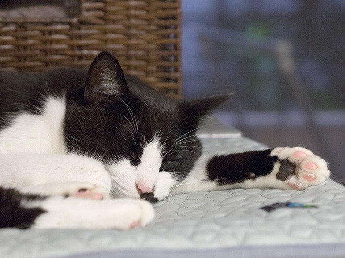 「A子さんちの子になったほうが幸せだったかな」（小林写函撮影）