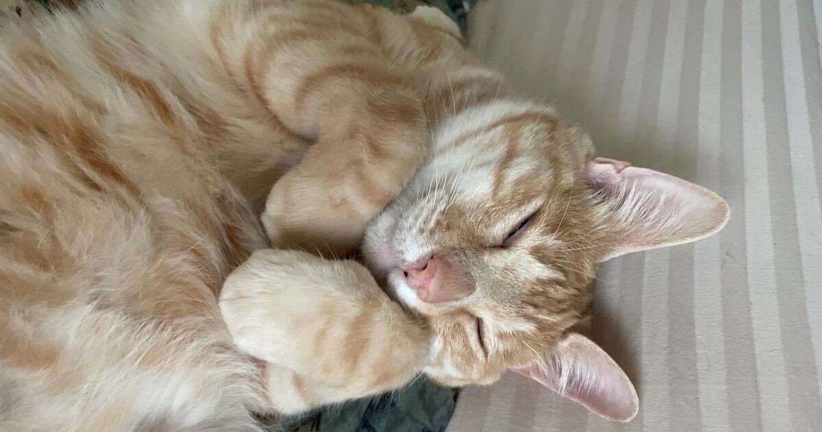 食いしん坊の愛猫たちが セルフサービス を習得 扉を開けるのはお手の物 犬 猫との幸せな暮らしのためのペット情報サイト Sippo