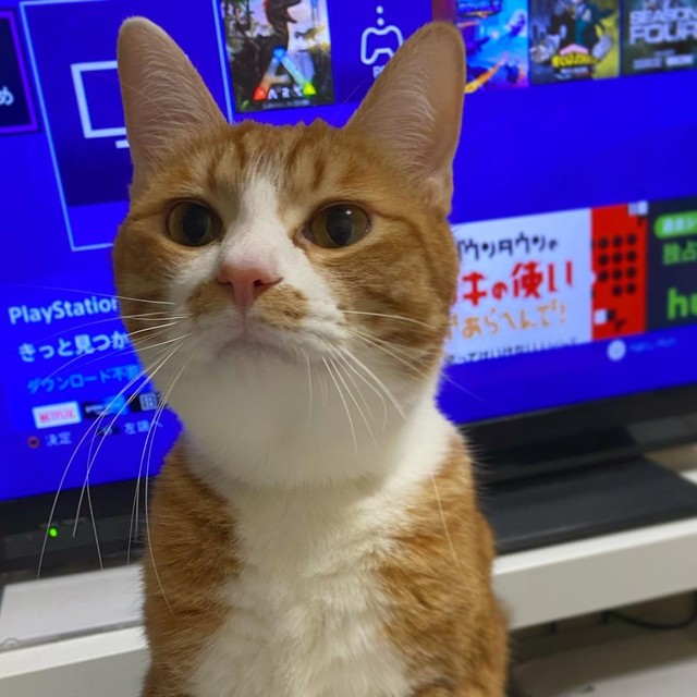 「ゲームばかりしていないで構ってよ」とアピール