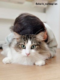 弟に「猫吸い」されるシィクくん（画像提供：シィク : 猫アカさん）