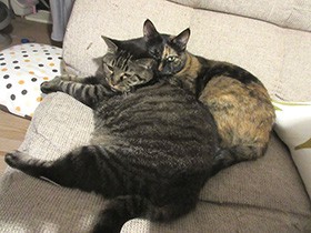 猫と人間の赤ちゃん　お風呂に入れるのは、どっちが楽？