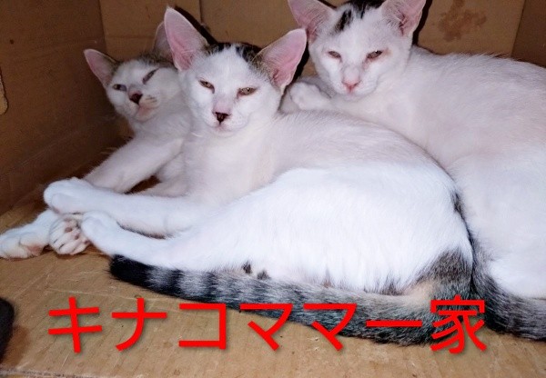 親子でぴったりくっつく（奥）キナコちゃん、（中央）キラちゃん、（右）トムちゃん（画像提供：ゆーちゃんさん）