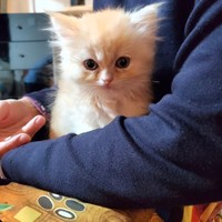 もふた写真3（横山了一さん提供）