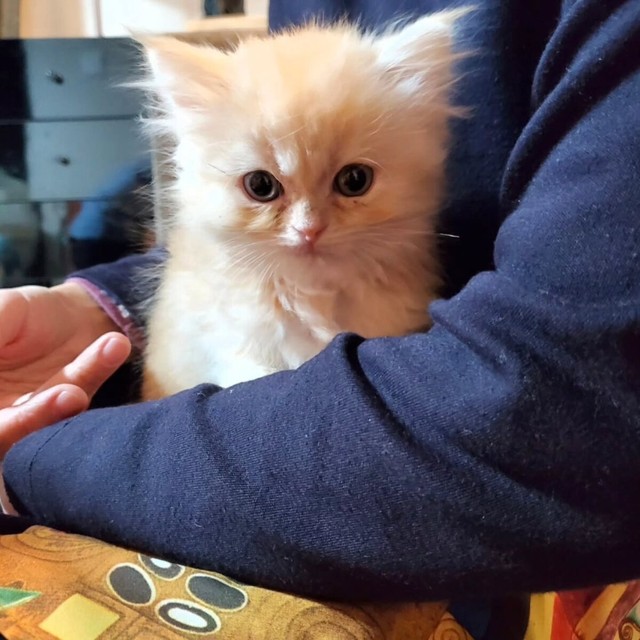 もふた写真3（横山了一さん提供）