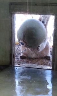 大玉くん＝2025年12月撮影