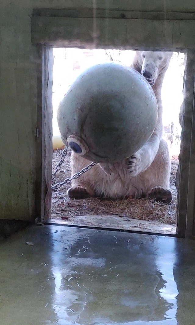 大玉くん＝2025年12月撮影