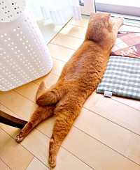 ニャルソック中もこの通り！ やっぱり長いちゃあ坊くん（画像提供：ayaさん）