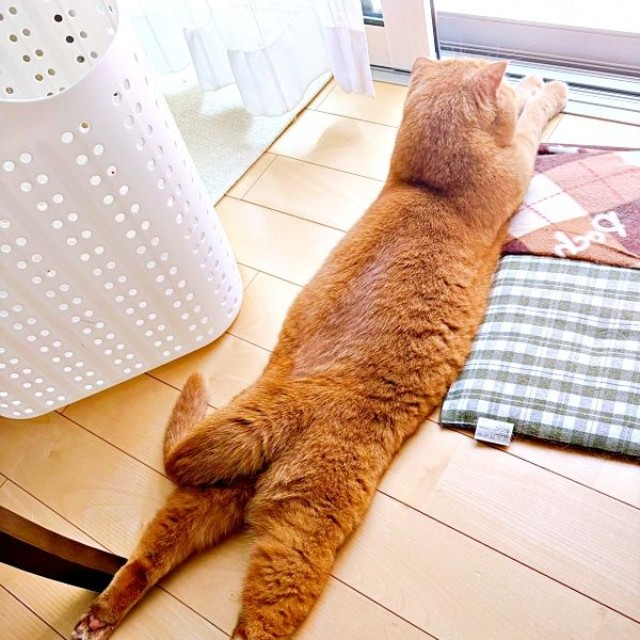 ニャルソック中もこの通り！ やっぱり長いちゃあ坊くん（画像提供：ayaさん）