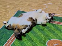 うちでゴロン！ リラックスモードのたいちょうくん（画像提供：井上 えりさん）