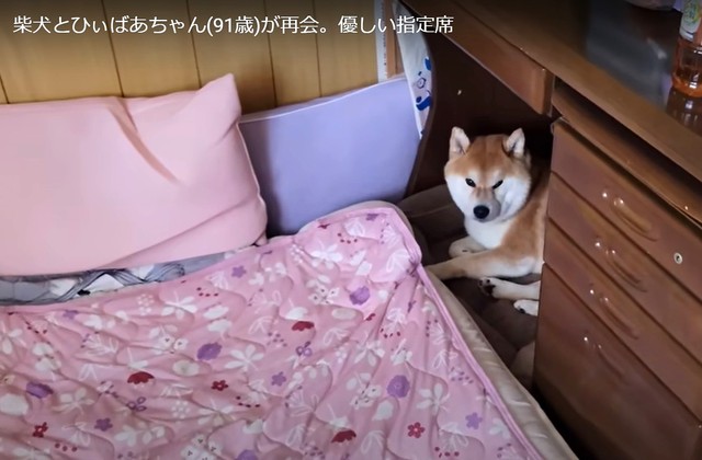 ひぃばあちゃんがいない時はここにいます（「シヴァ犬こむぎっす-KOMUGI」さん提供、YouTubeよりキャプチャ撮影）