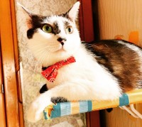 凛とした表情の美猫です